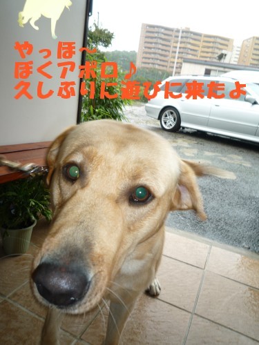 横浜山口ドッグスクール日記　～life with dog～