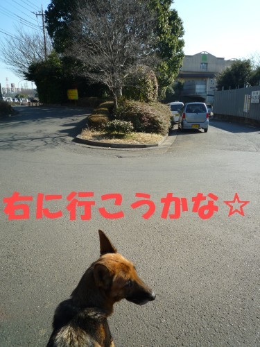 横浜山口ドッグスクール日記　～life with dog～