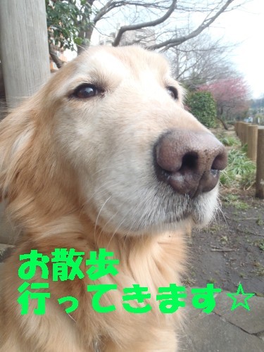 お花見