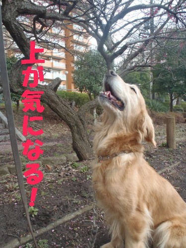 横浜山口ドッグスクール日記　～life with dog～