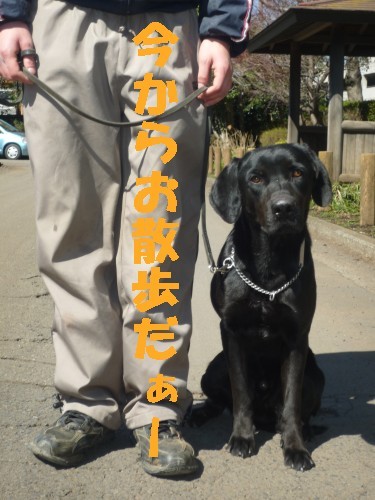 横浜山口ドッグスクール日記　～life with dog～