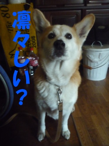横浜山口ドッグスクール日記　～life with dog～