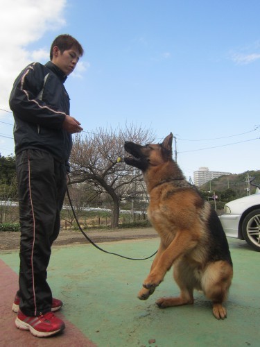 横浜山口ドッグスクール日記　～life with dog～