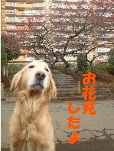 横浜山口ドッグスクール日記　～life with dog～