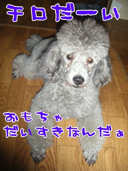 横浜山口ドッグスクール日記　～life with dog～