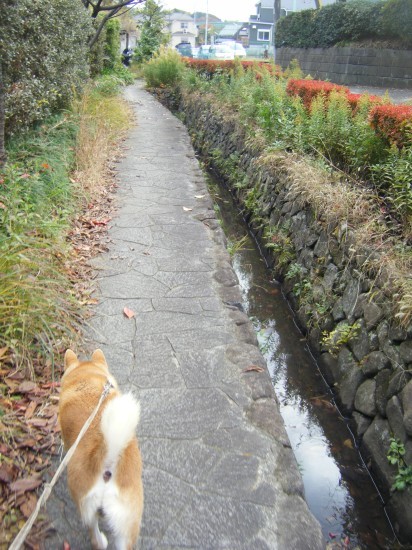 横浜山口ドッグスクール日記　～life with dog～