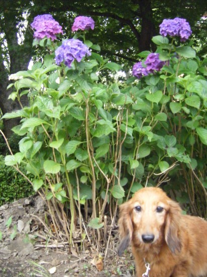 横浜山口ドッグスクール日記　～life with dog～