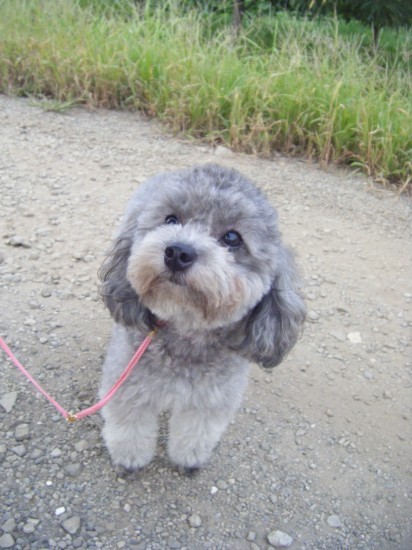 横浜山口ドッグスクール日記　～life with dog～