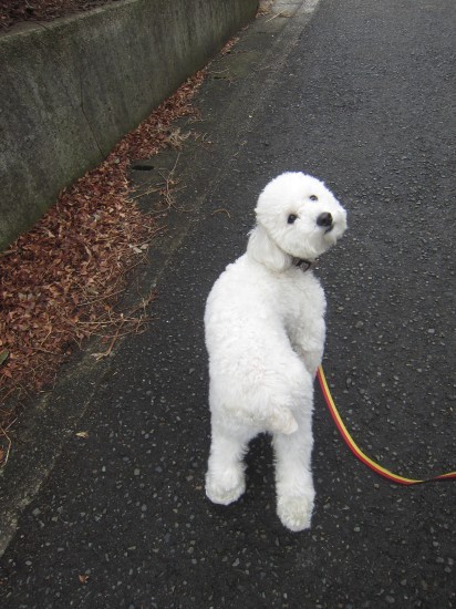 横浜山口ドッグスクール日記　～life with dog～