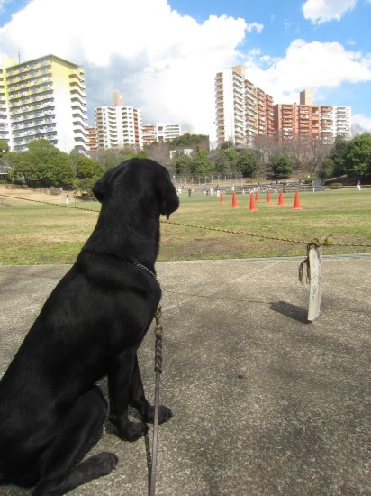 横浜山口ドッグスクール日記　～life with dog～