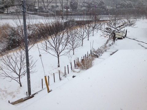 雪!雪!ゆきちゃん!
