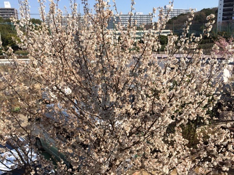 桜