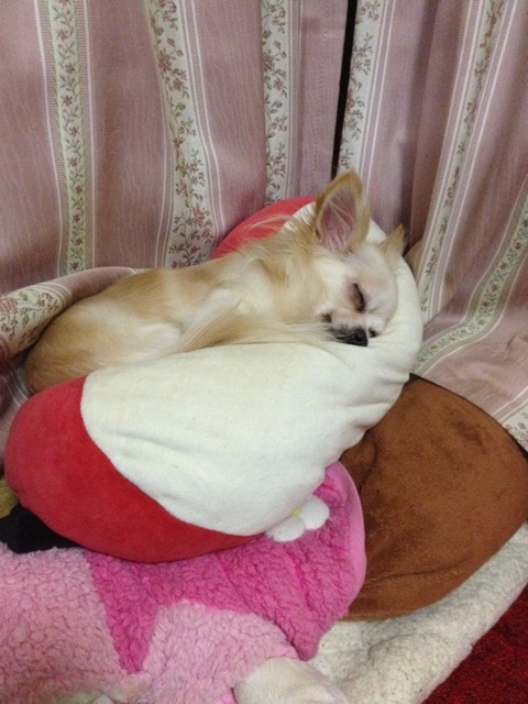 冬になってきましたねぇ