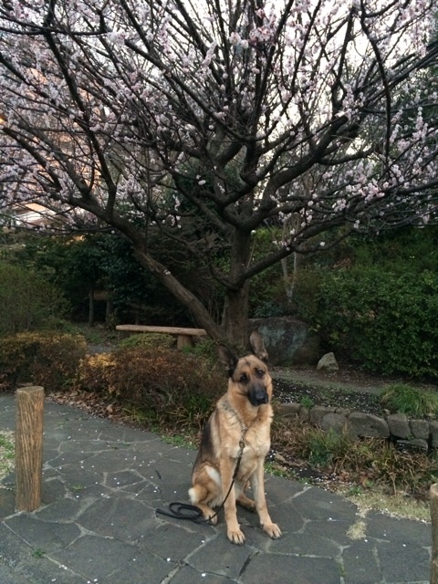 春が来た来た