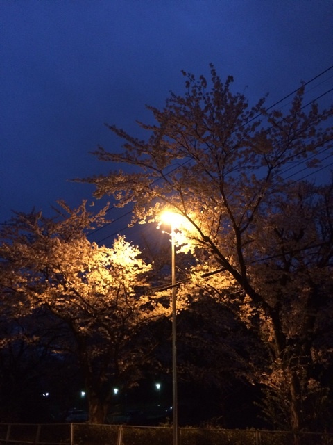 桜並木
