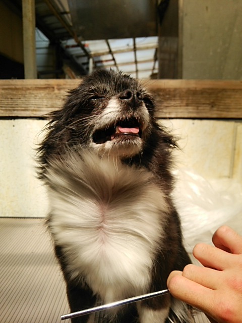 癒されてます!