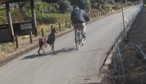 横浜山口ドッグスクール日記　～life with dog～