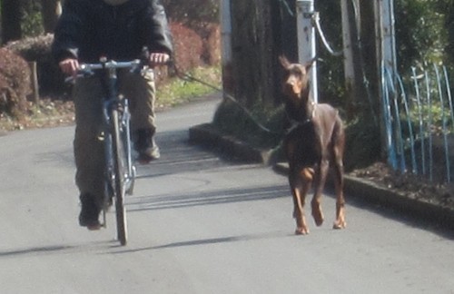 横浜山口ドッグスクール日記　～life with dog～