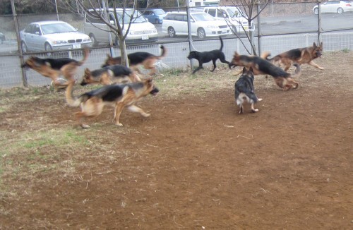 ドドドドド