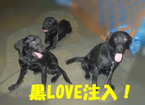 横浜山口ドッグスクール日記　～life with dog～