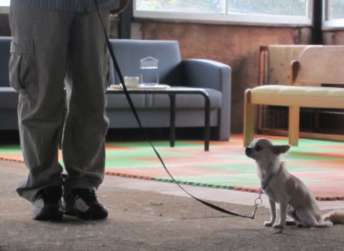 横浜山口ドッグスクール日記　～life with dog～