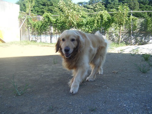 横浜山口ドッグスクール日記　～life with dog～