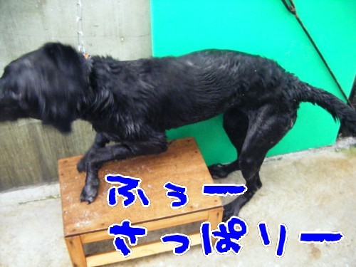 横浜山口ドッグスクール日記　～life with dog～