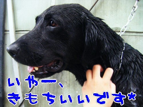 横浜山口ドッグスクール日記　～life with dog～