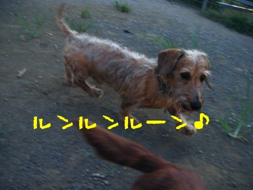 横浜山口ドッグスクール日記　～life with dog～