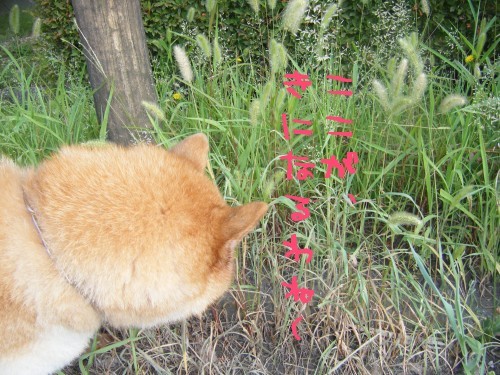 横浜山口ドッグスクール日記　～life with dog～