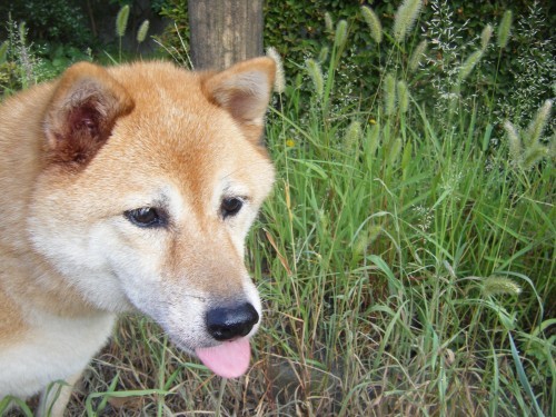 横浜山口ドッグスクール日記　～life with dog～