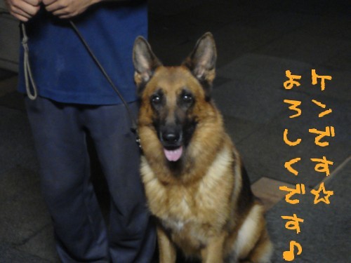 横浜山口ドッグスクール日記　～life with dog～