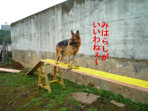 横浜山口ドッグスクール日記　～life with dog～