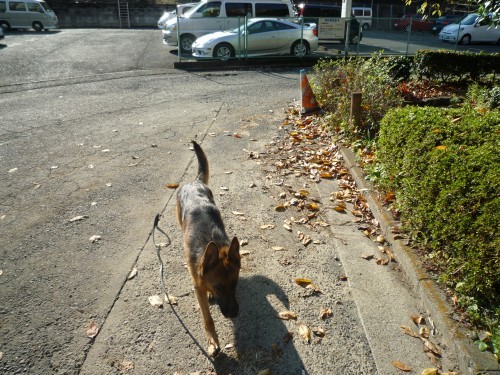 横浜山口ドッグスクール日記　～life with dog～