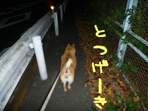 横浜山口ドッグスクール日記　～life with dog～