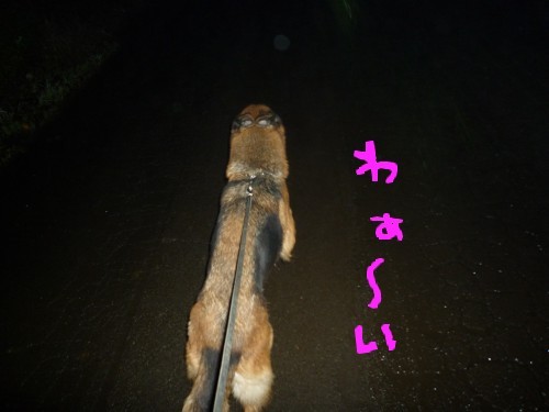 横浜山口ドッグスクール日記　～life with dog～