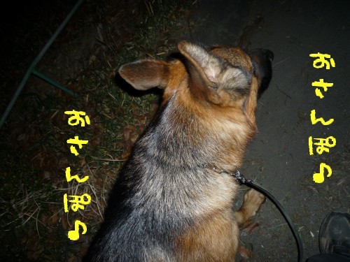 夜のお散歩