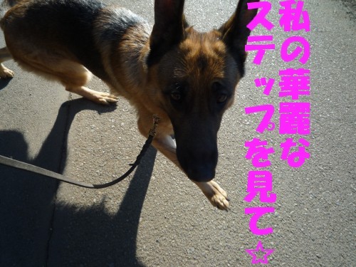 横浜山口ドッグスクール日記　～life with dog～