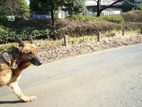 横浜山口ドッグスクール日記　～life with dog～