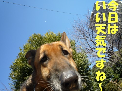 横浜山口ドッグスクール日記　～life with dog～