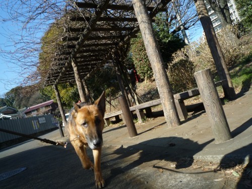 横浜山口ドッグスクール日記　～life with dog～