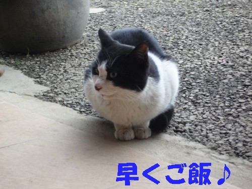 珍客（笑）