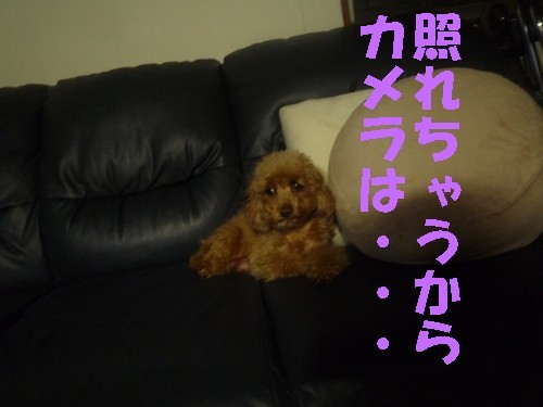 横浜山口ドッグスクール日記　～life with dog～