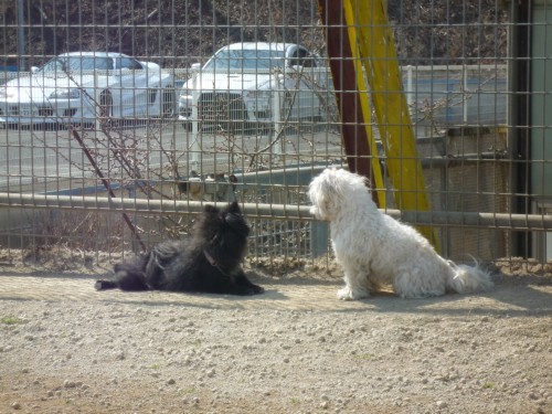 横浜山口ドッグスクール日記　～life with dog～