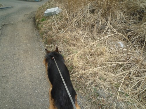 横浜山口ドッグスクール日記　～life with dog～