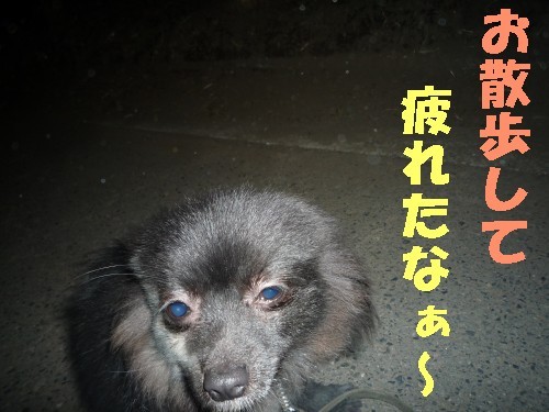 横浜山口ドッグスクール日記　～life with dog～