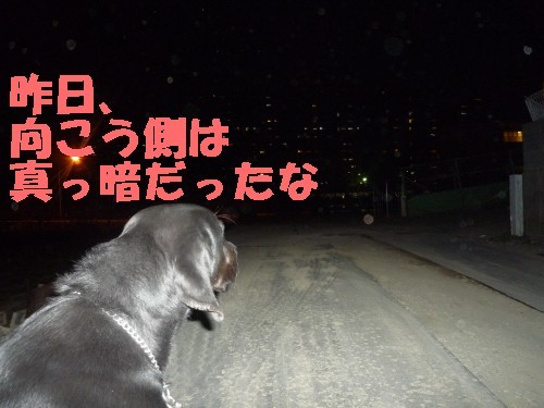 横浜山口ドッグスクール日記　～life with dog～