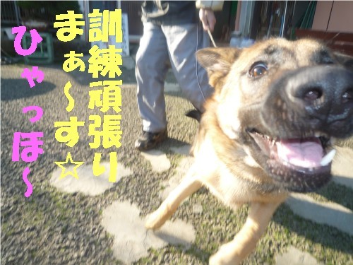 横浜山口ドッグスクール日記　～life with dog～