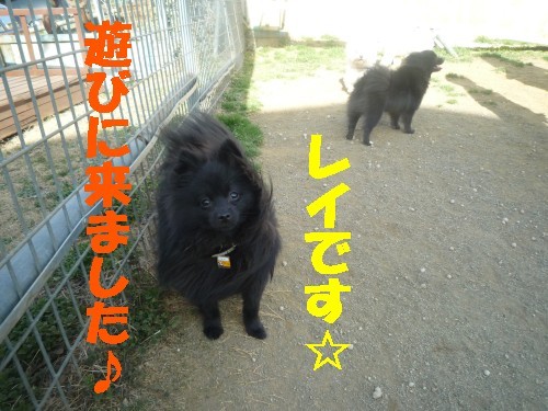 横浜山口ドッグスクール日記　～life with dog～