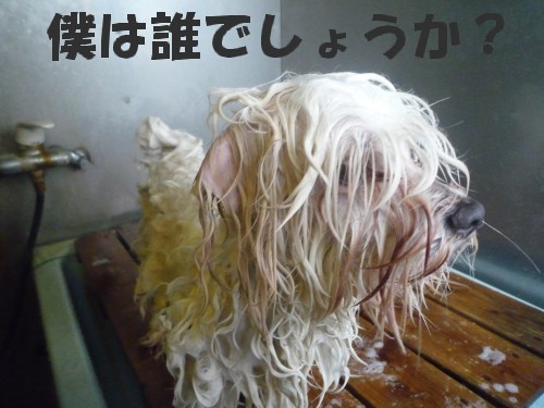 三頭
